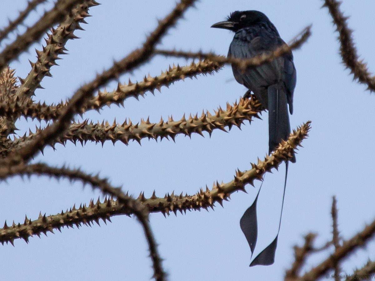 Greater Racket-tailed Drongo - ML129220871