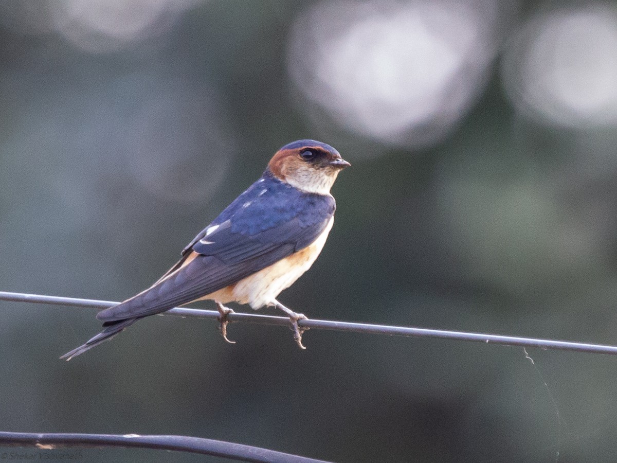 Red-rumped Swallow - ML129220881