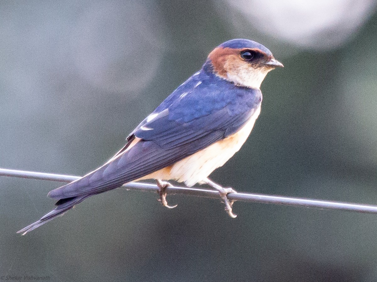 Red-rumped Swallow - ML129220891