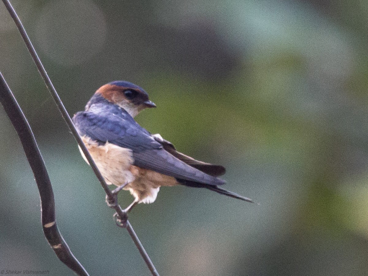 Red-rumped Swallow - ML129220921
