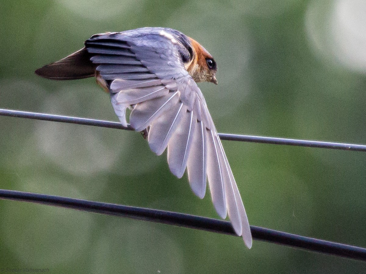 Red-rumped Swallow - ML129220931