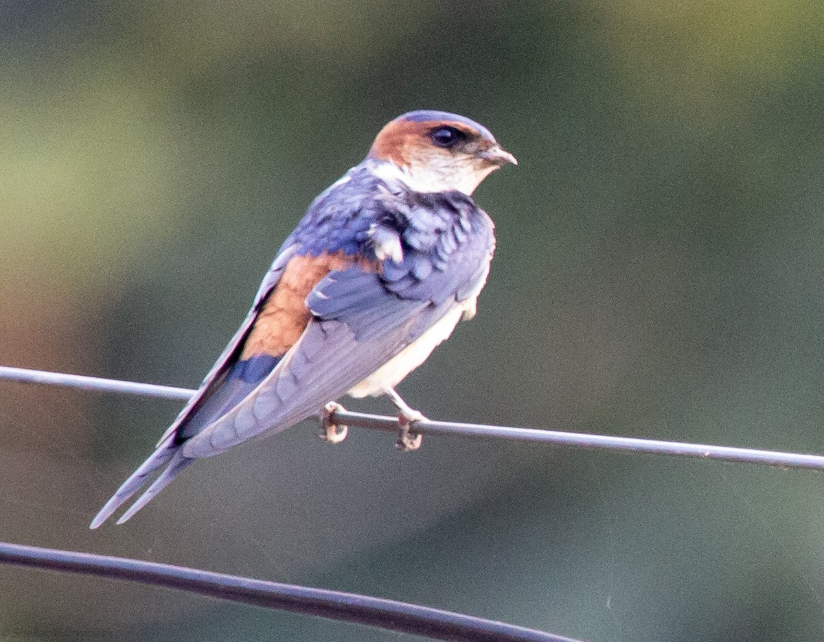 Red-rumped Swallow - ML129220941