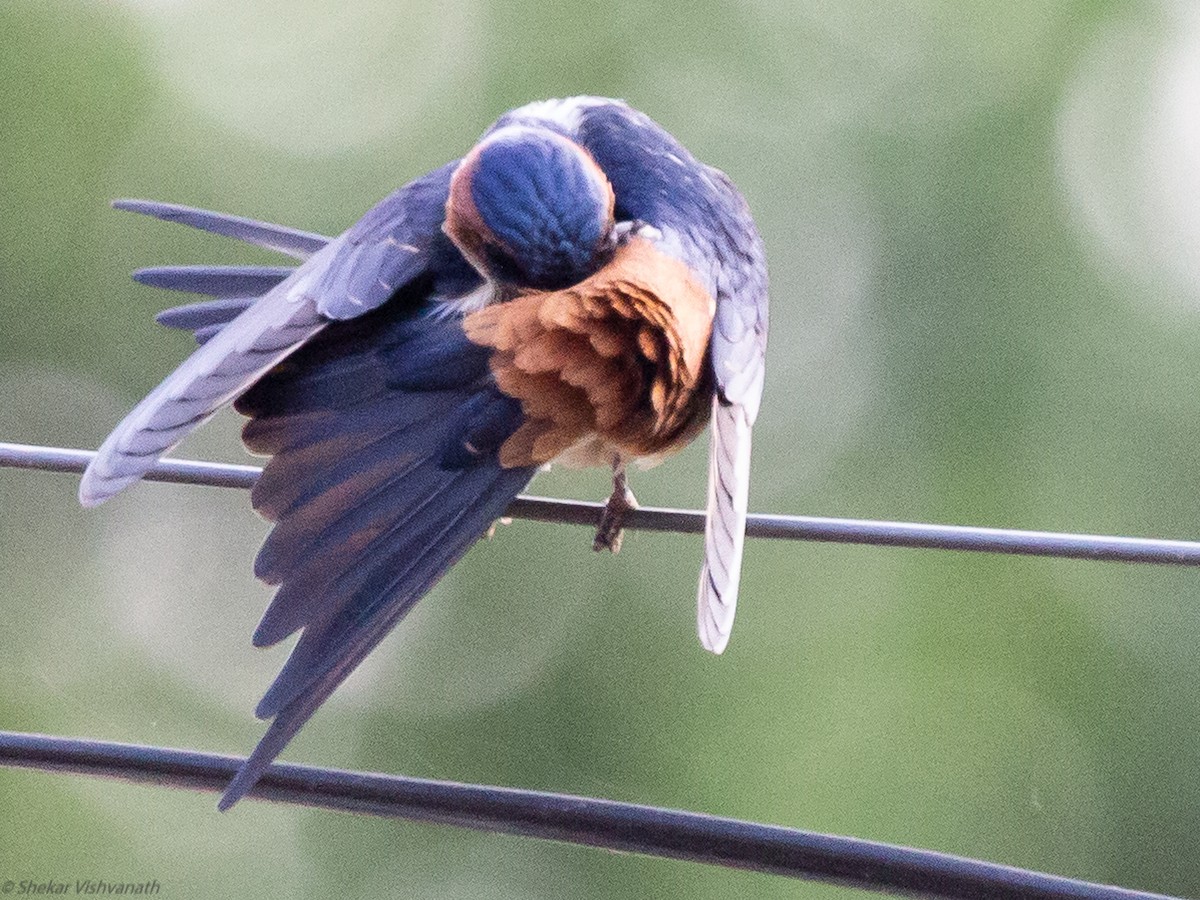 Red-rumped Swallow - ML129220951