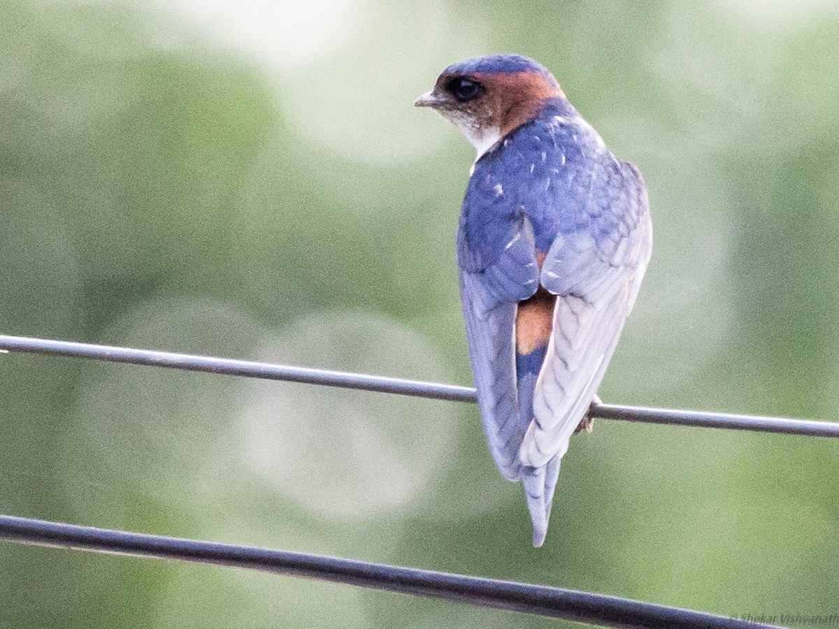Red-rumped Swallow - ML129220961