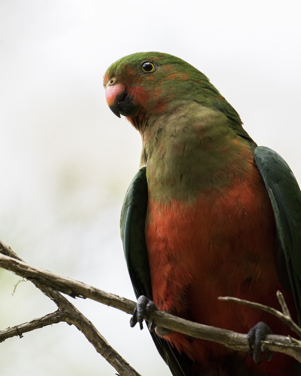 Australian King-Parrot - Lucas Brook