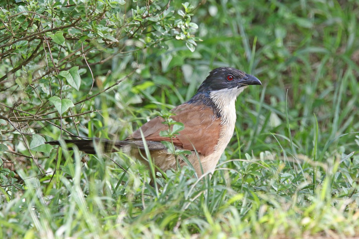 White-browed Coucal - Volker Hesse