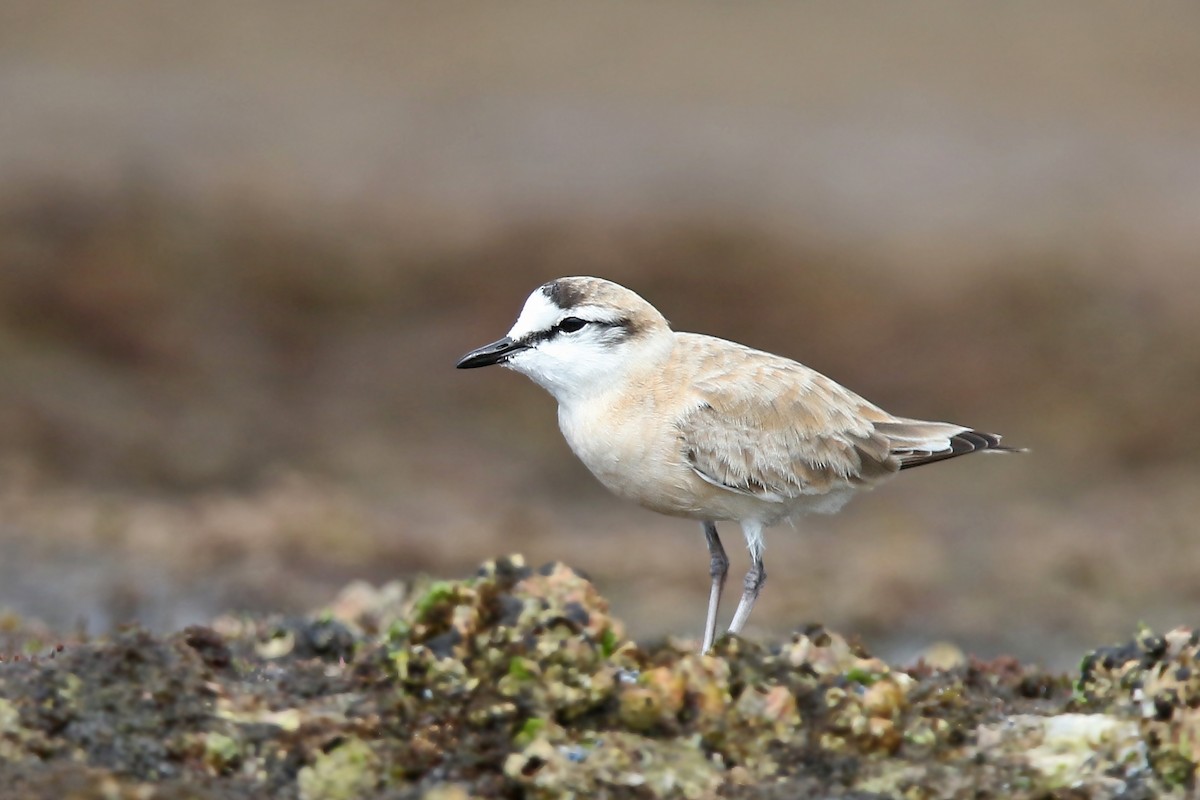 White-fronted Plover - ML129223231