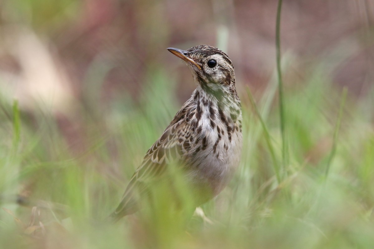 African Pipit - ML129223401