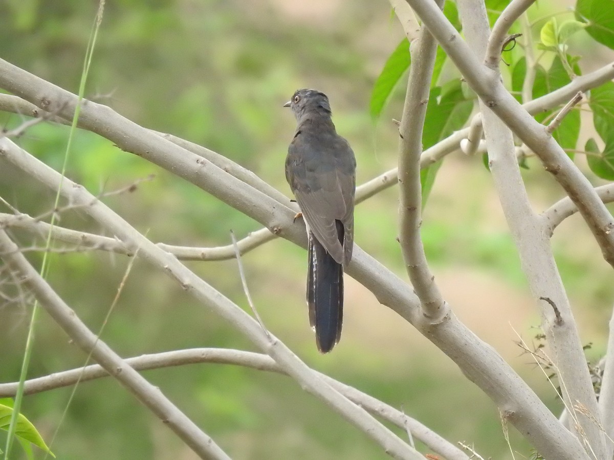 Gray-bellied Cuckoo - ML129226851