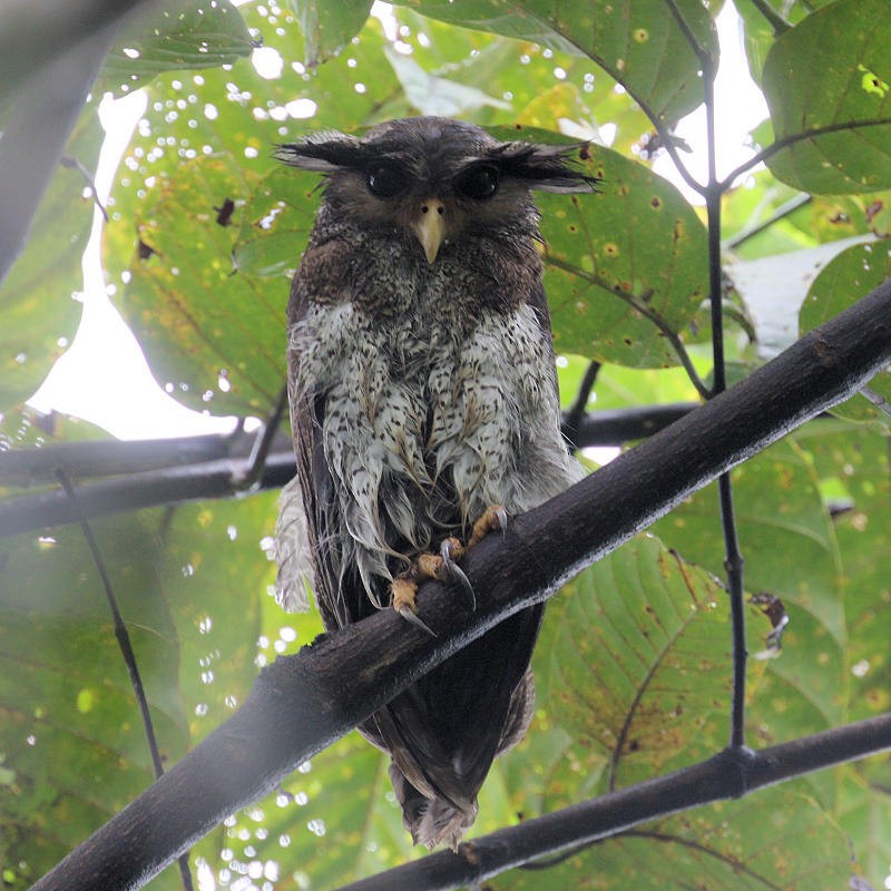 Barred Eagle-Owl - Kevin Hoatzin