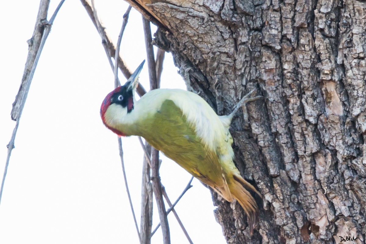 Eurasian Green Woodpecker - Dobrin Botev