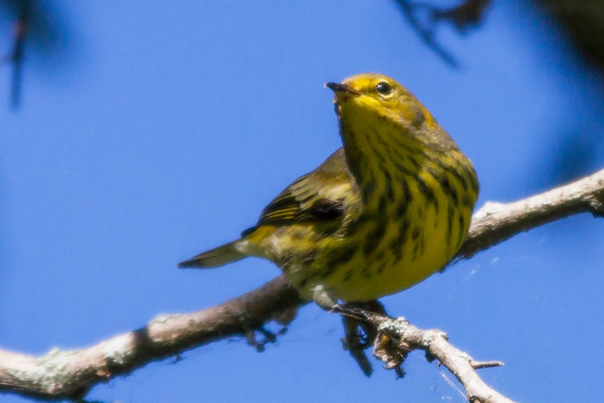 Cape May Warbler - ML129228891