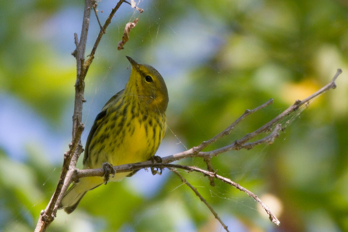 Cape May Warbler - ML129228901
