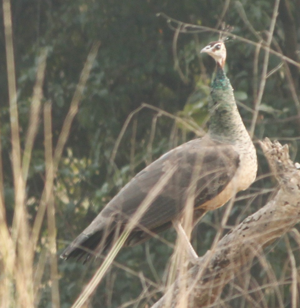 Indian Peafowl - Padmaja  Prabhu