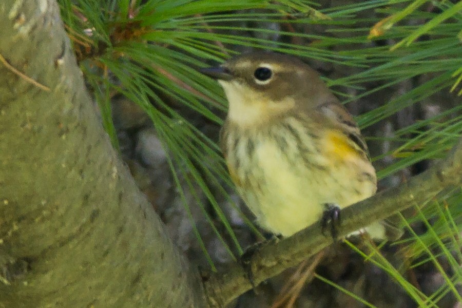 Yellow-rumped Warbler (Myrtle) - ML129229211
