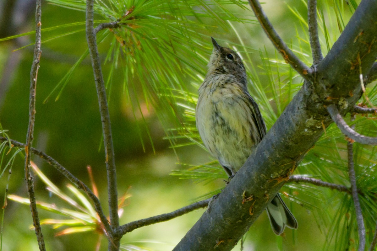 Yellow-rumped Warbler (Myrtle) - Sue Barth