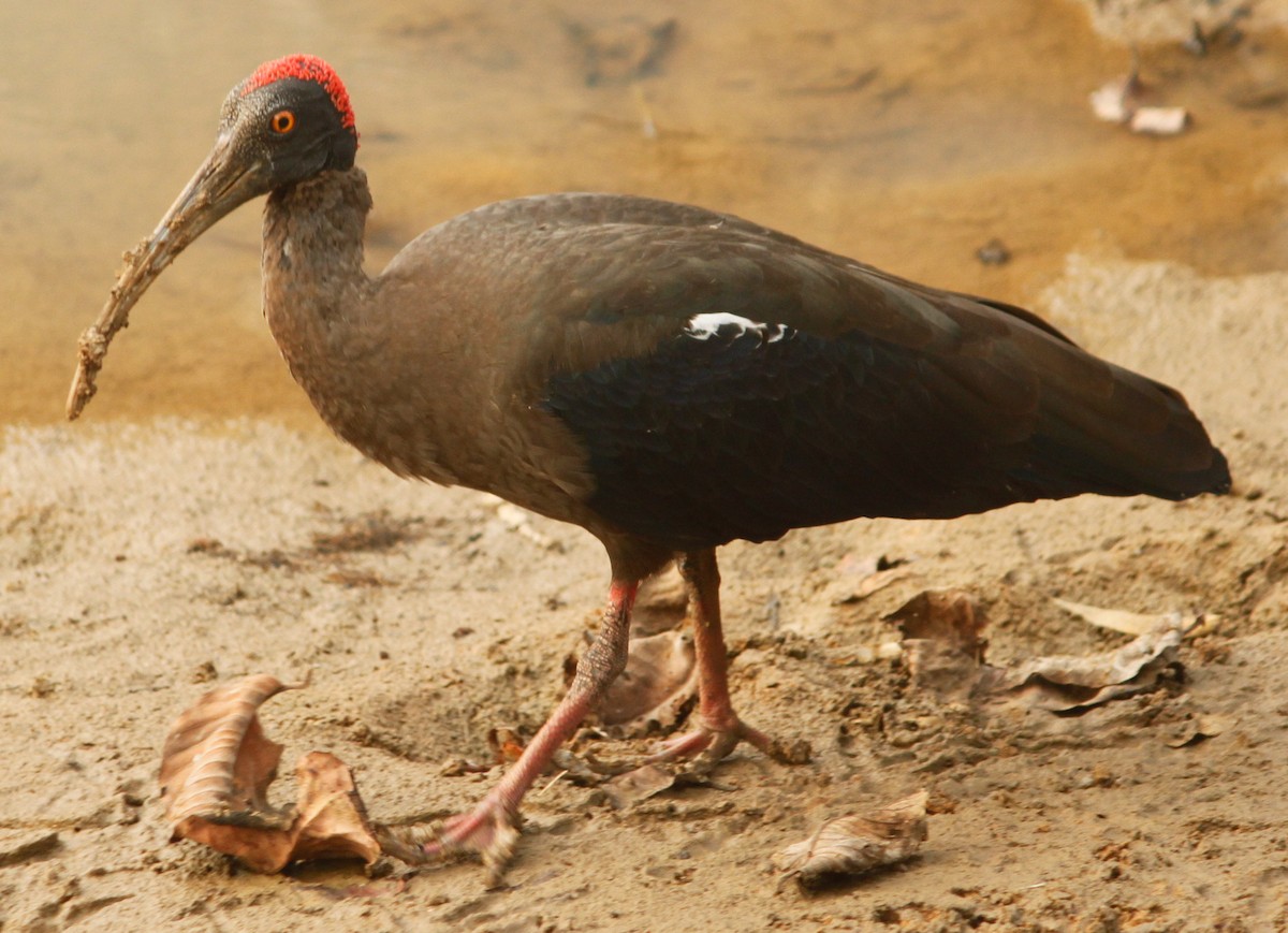 Red-naped Ibis - Padmaja  Prabhu