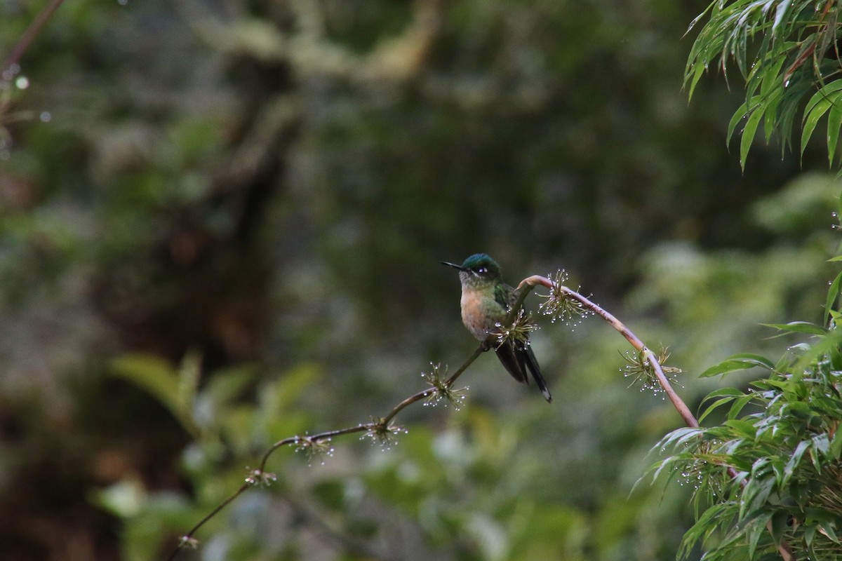 Long-tailed Sylph - ML129232131