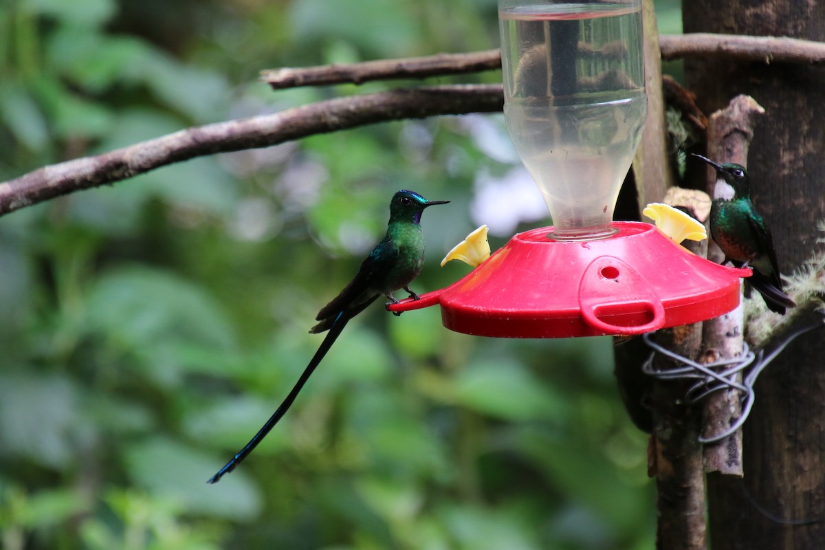 Long-tailed Sylph - Stephen McCullers