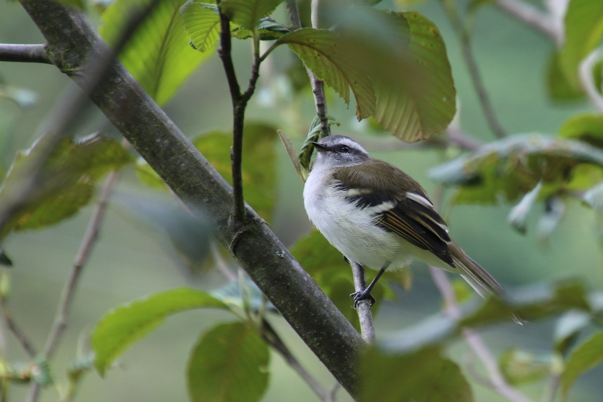 White-banded Tyrannulet - Stephen McCullers