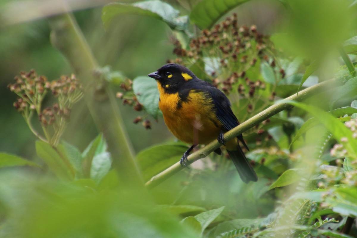 Lacrimose Mountain Tanager - Stephen McCullers