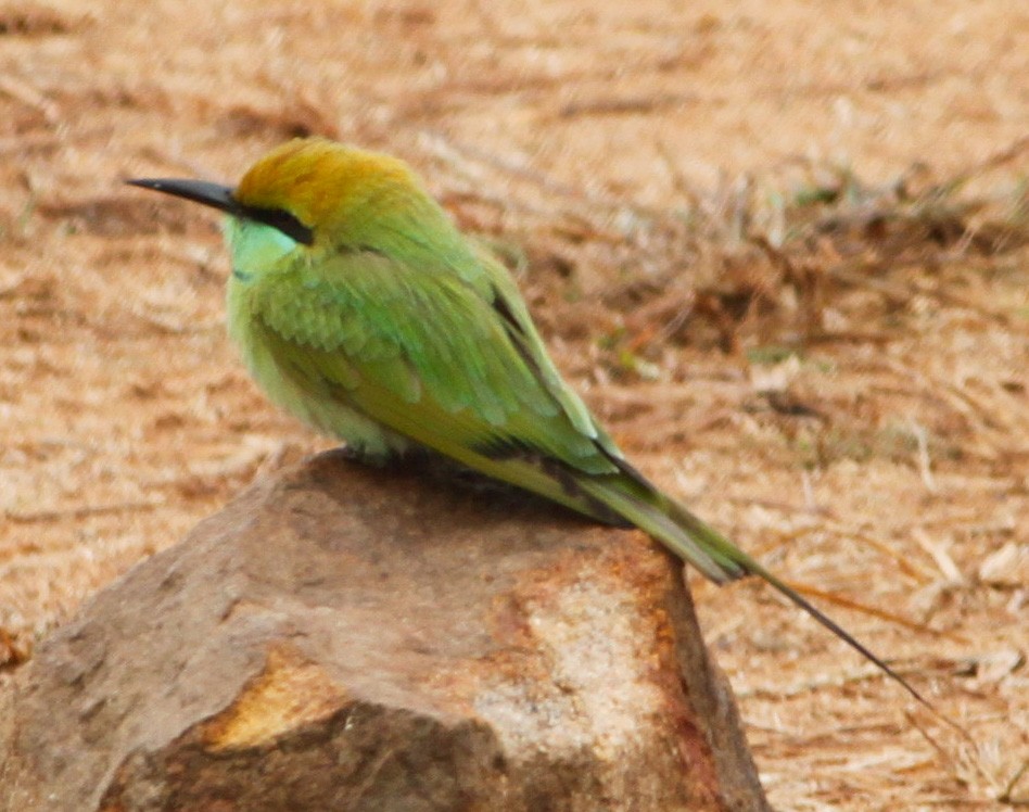 Asian Green Bee-eater - Padmaja  Prabhu