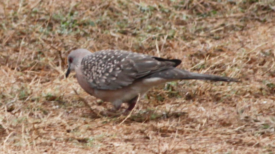 Spotted Dove - Padmaja  Prabhu