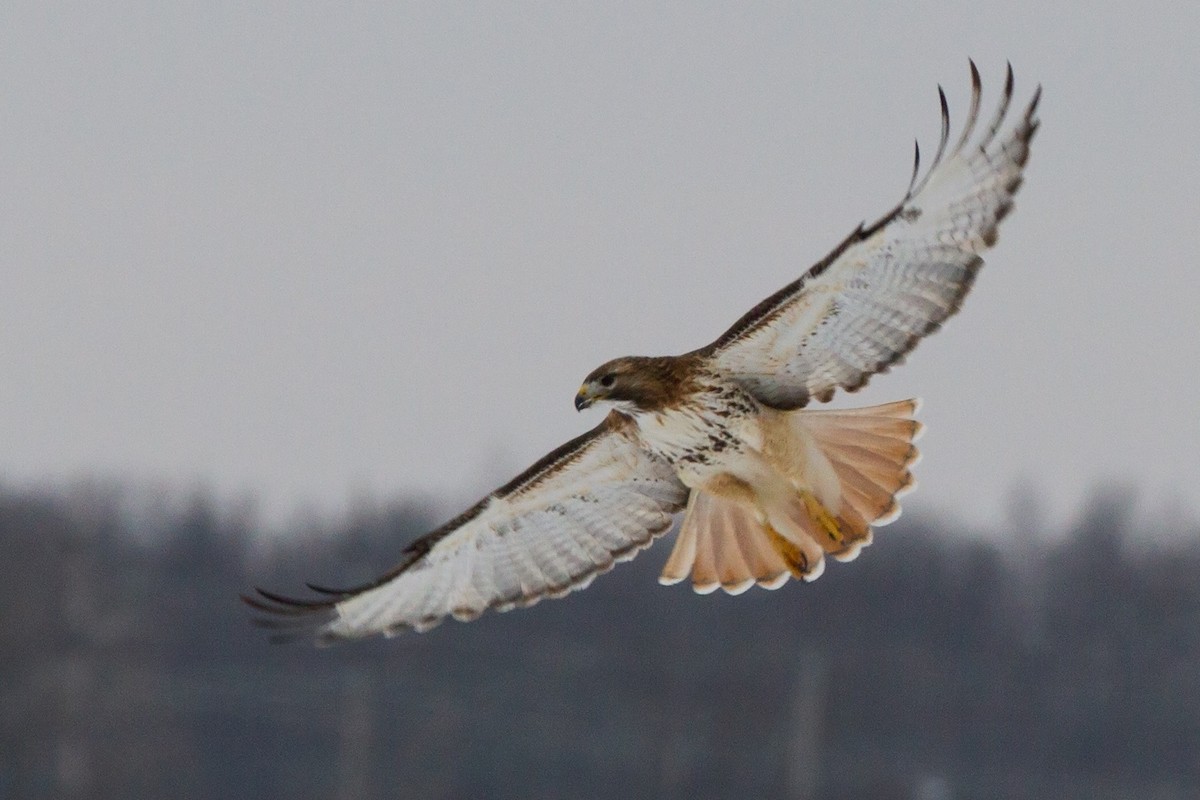 Red-tailed Hawk - ML129235821