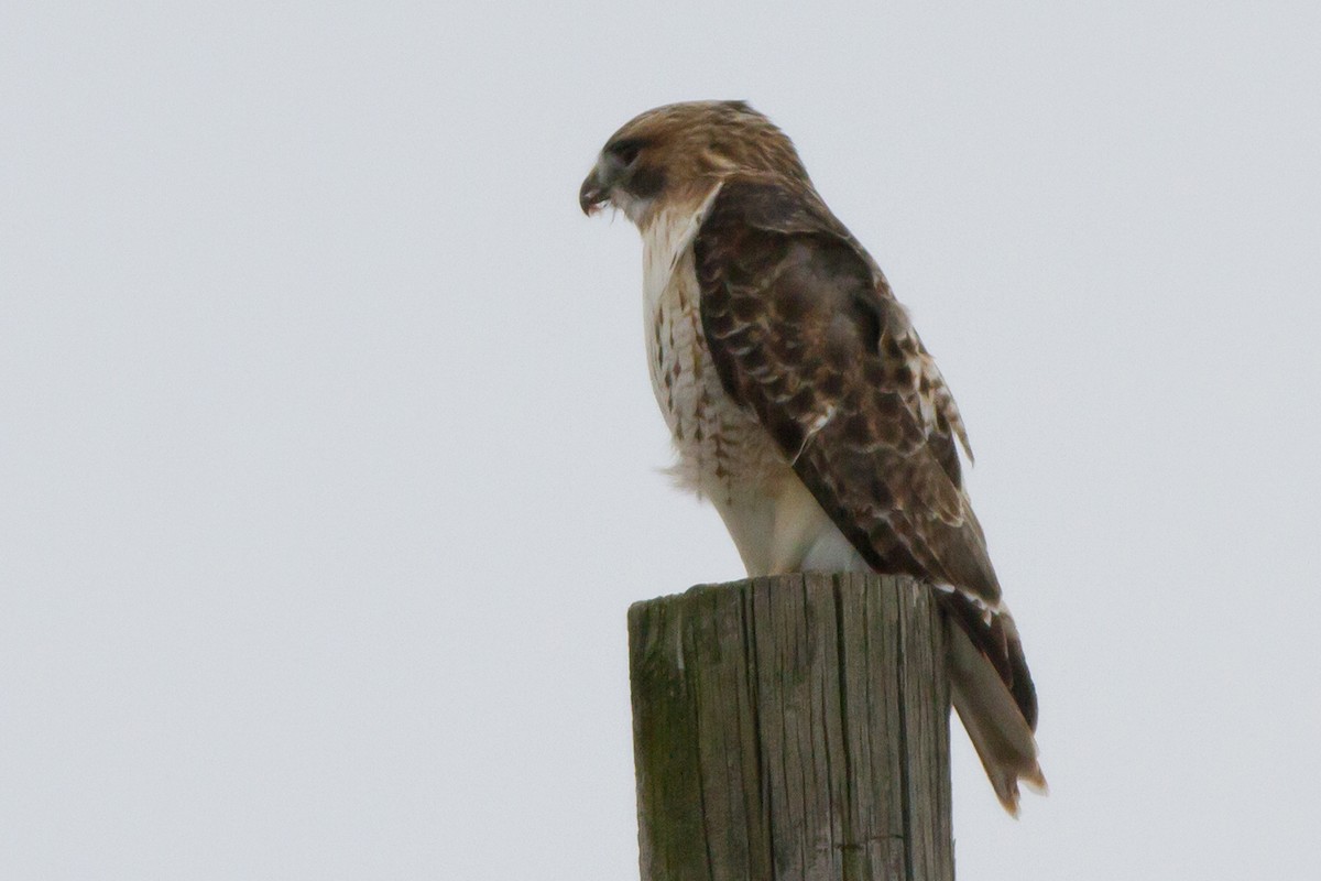 Red-tailed Hawk - ML129235961