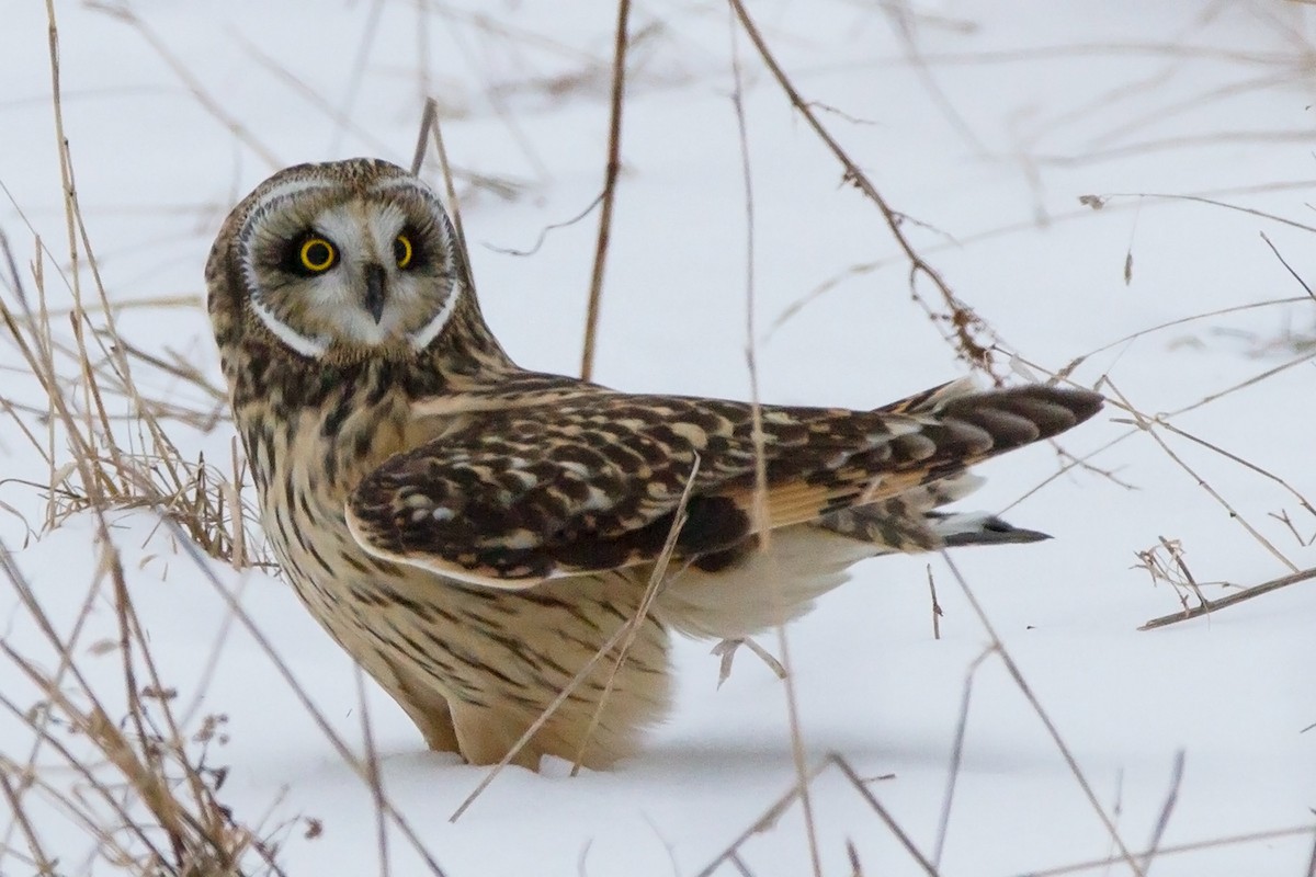 Short-eared Owl - Sue Barth