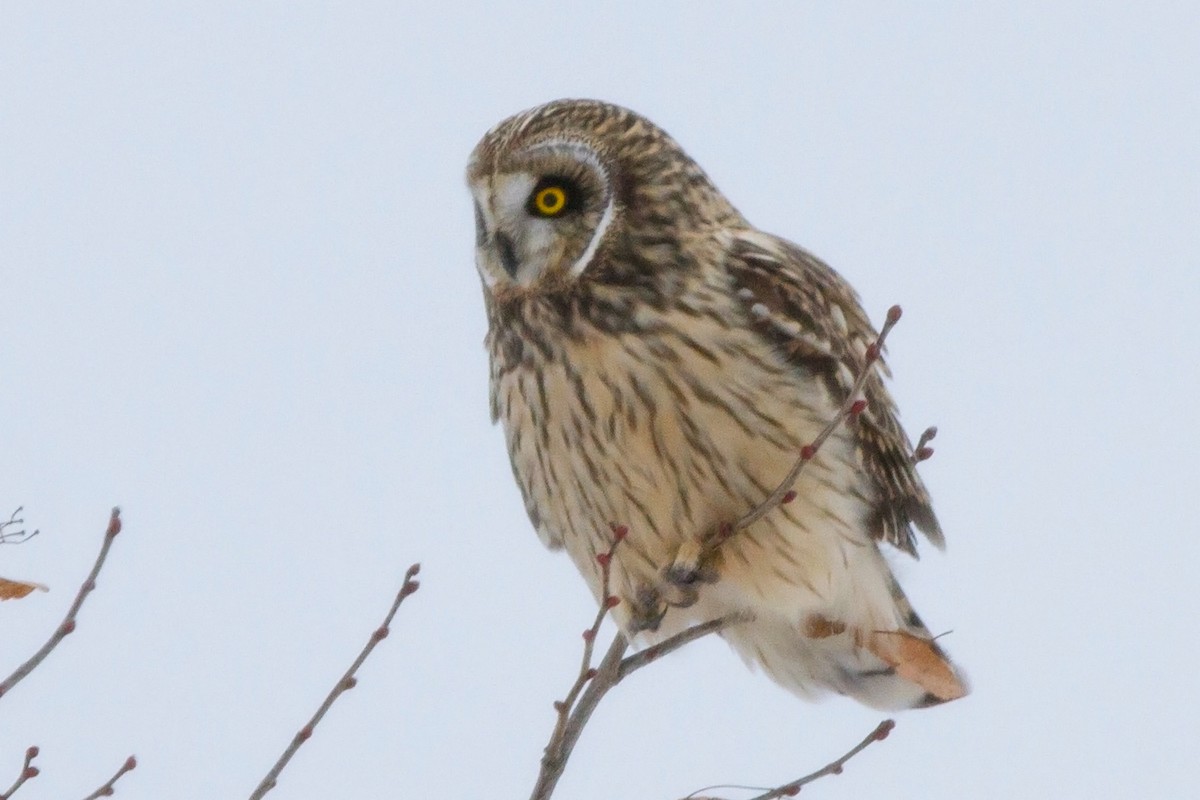Short-eared Owl - ML129236191