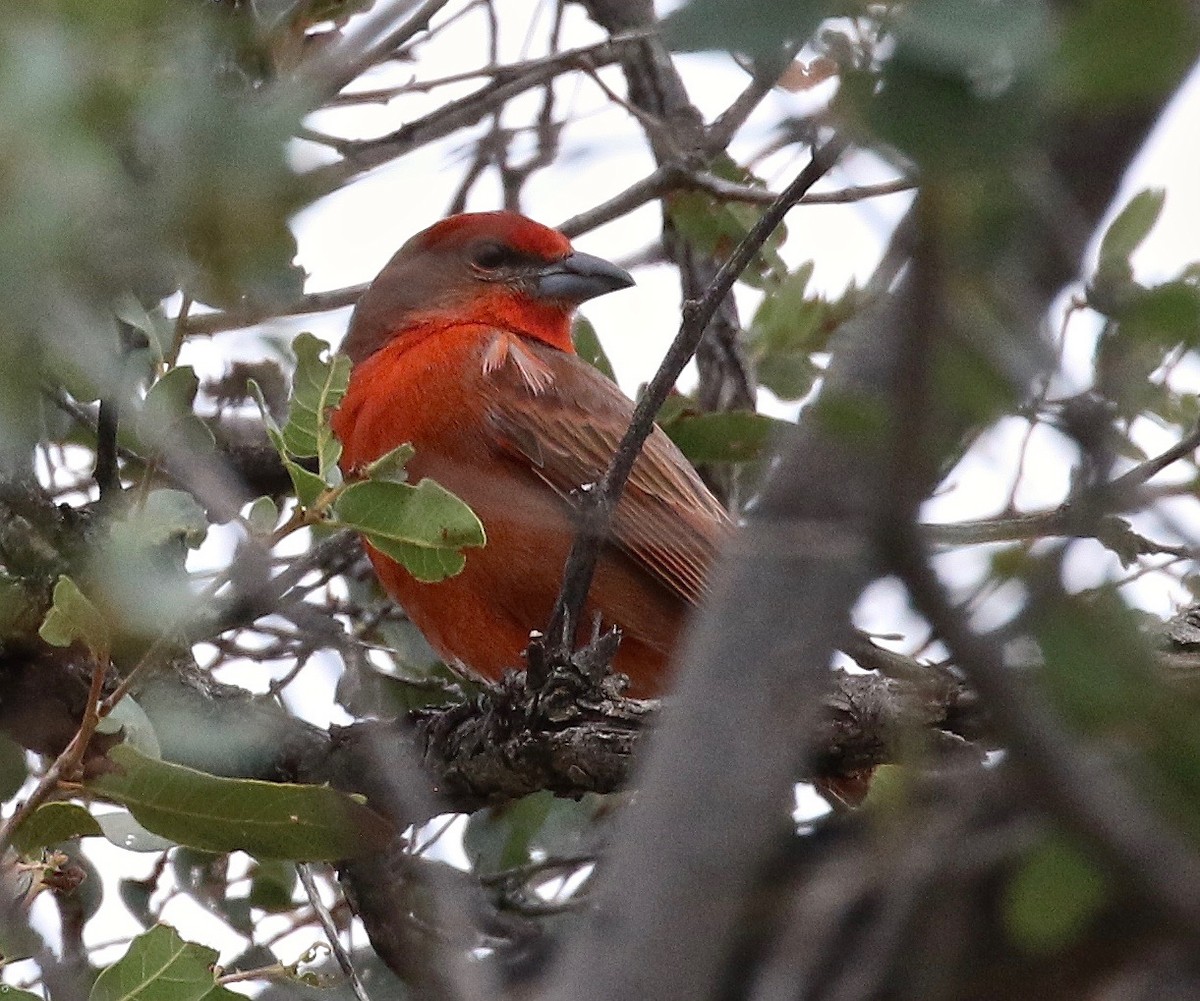 Hepatic Tanager (Northern) - ML129237781