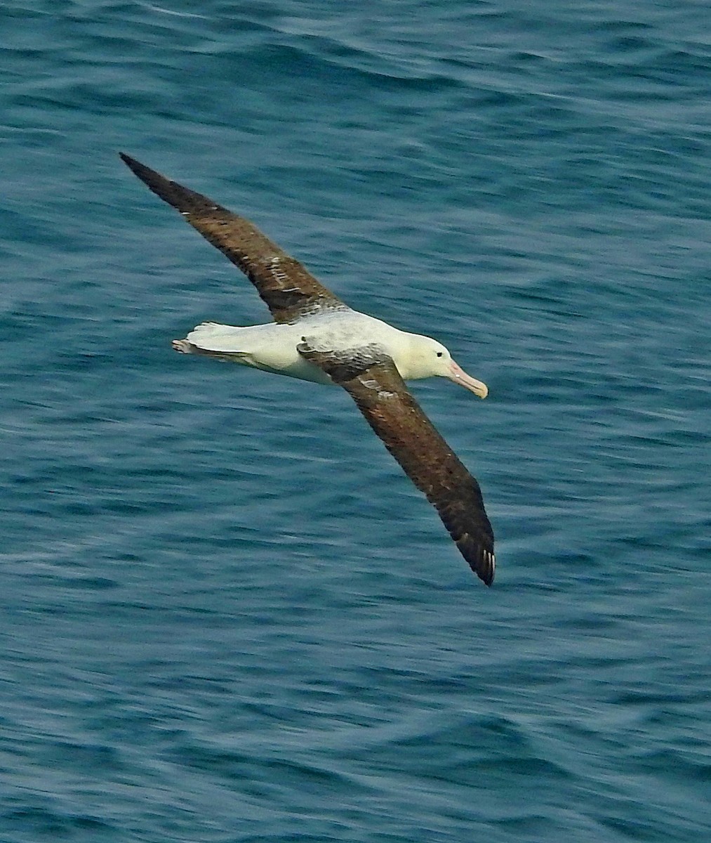 Northern Royal Albatross - Hugo Hulsberg