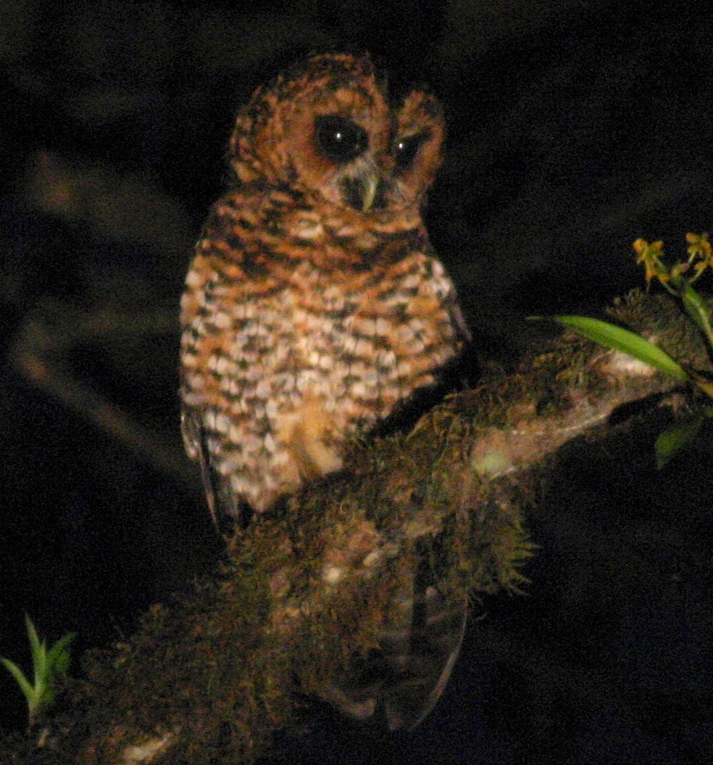 Rufous-banded Owl - Dave Czaplak