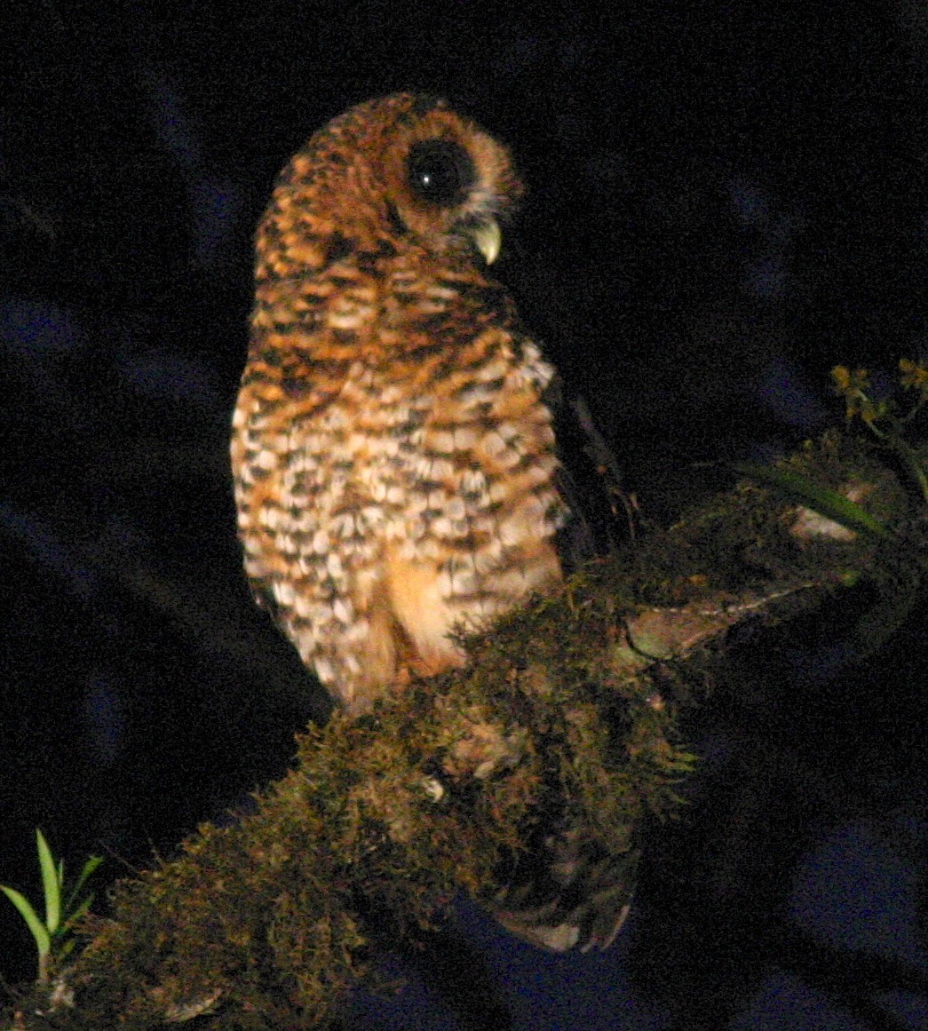 Rufous-banded Owl - Dave Czaplak