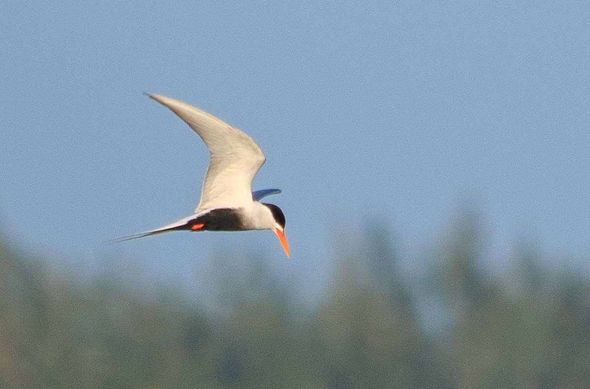 Black-bellied Tern - ML129239701