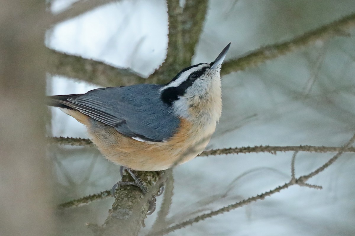 Red-breasted Nuthatch - ML129239941