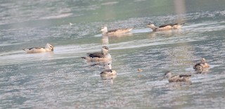 Cotton Pygmy-Goose, ML129239961