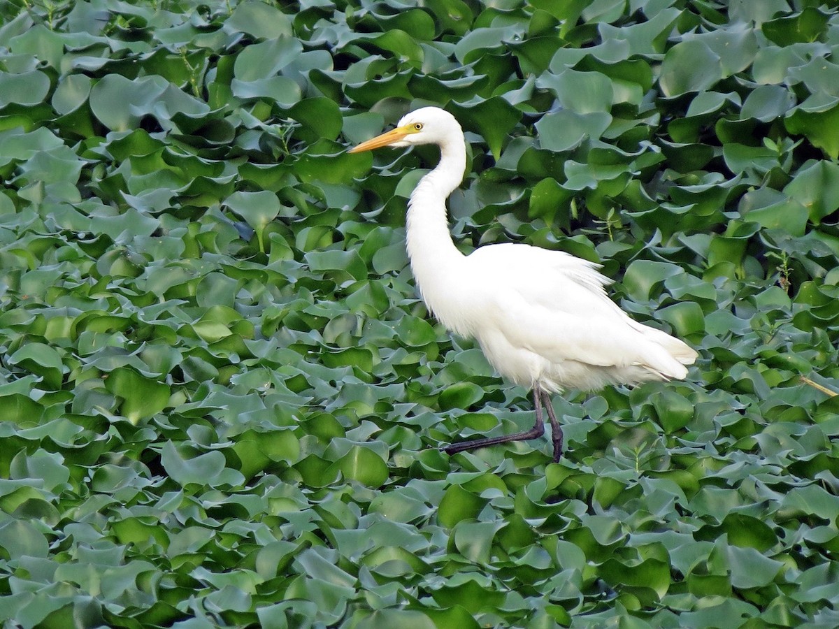 Medium Egret - Coimbatore Nature Society