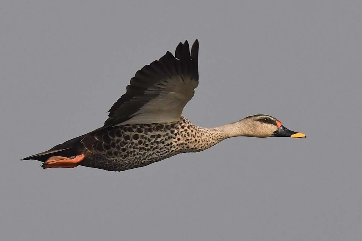 Indian Spot-billed Duck - ML129244611