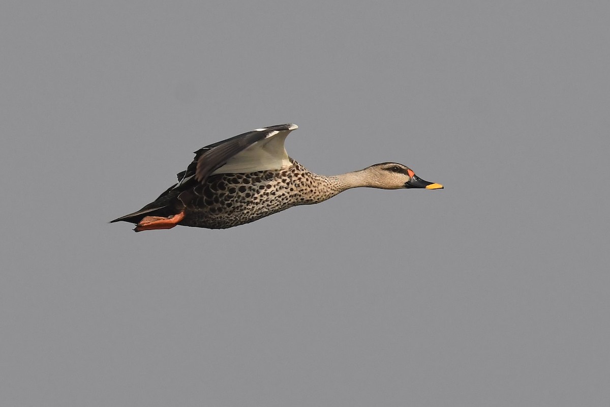 Indian Spot-billed Duck - ML129244621