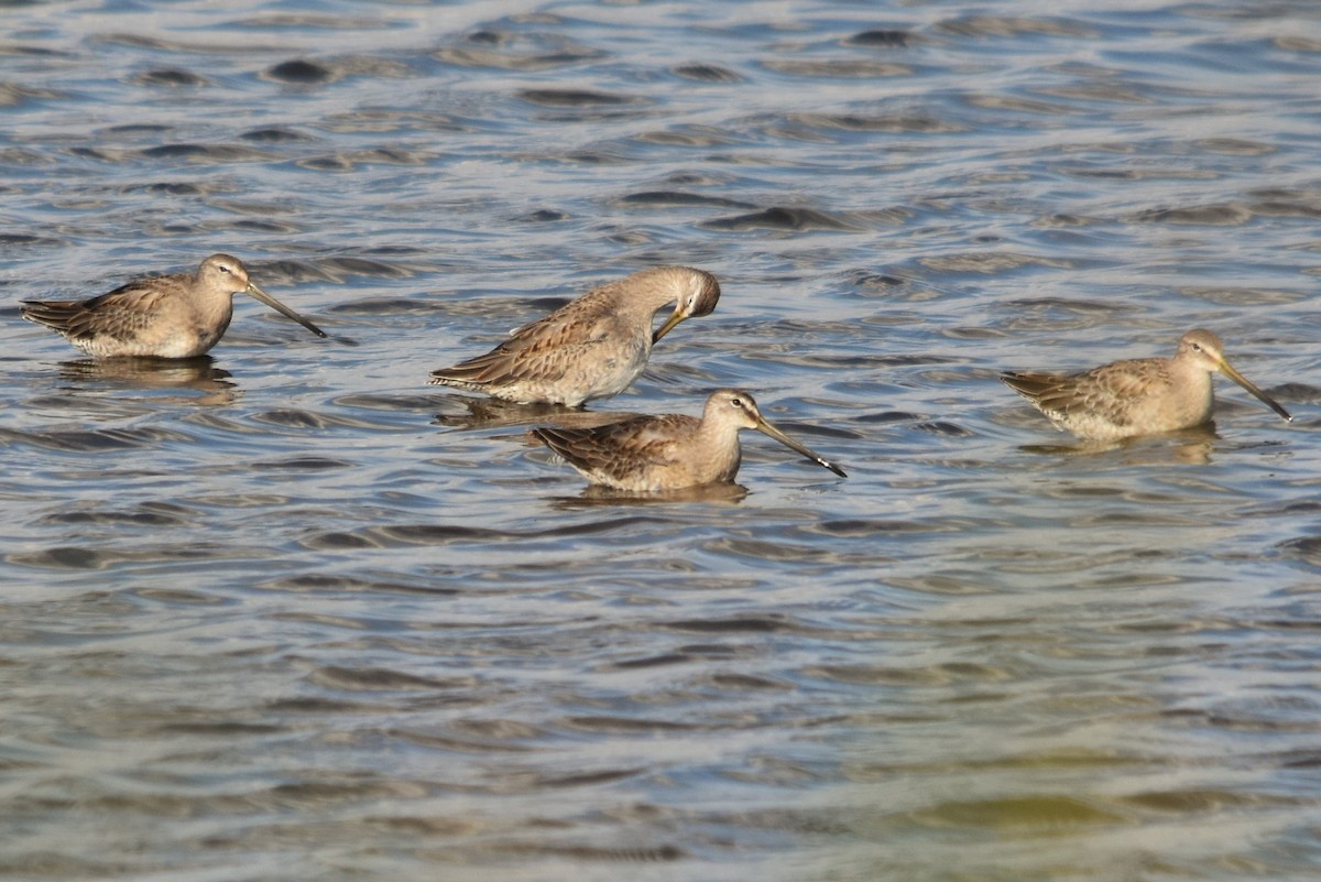 Long-billed Dowitcher - Keith Gregoire