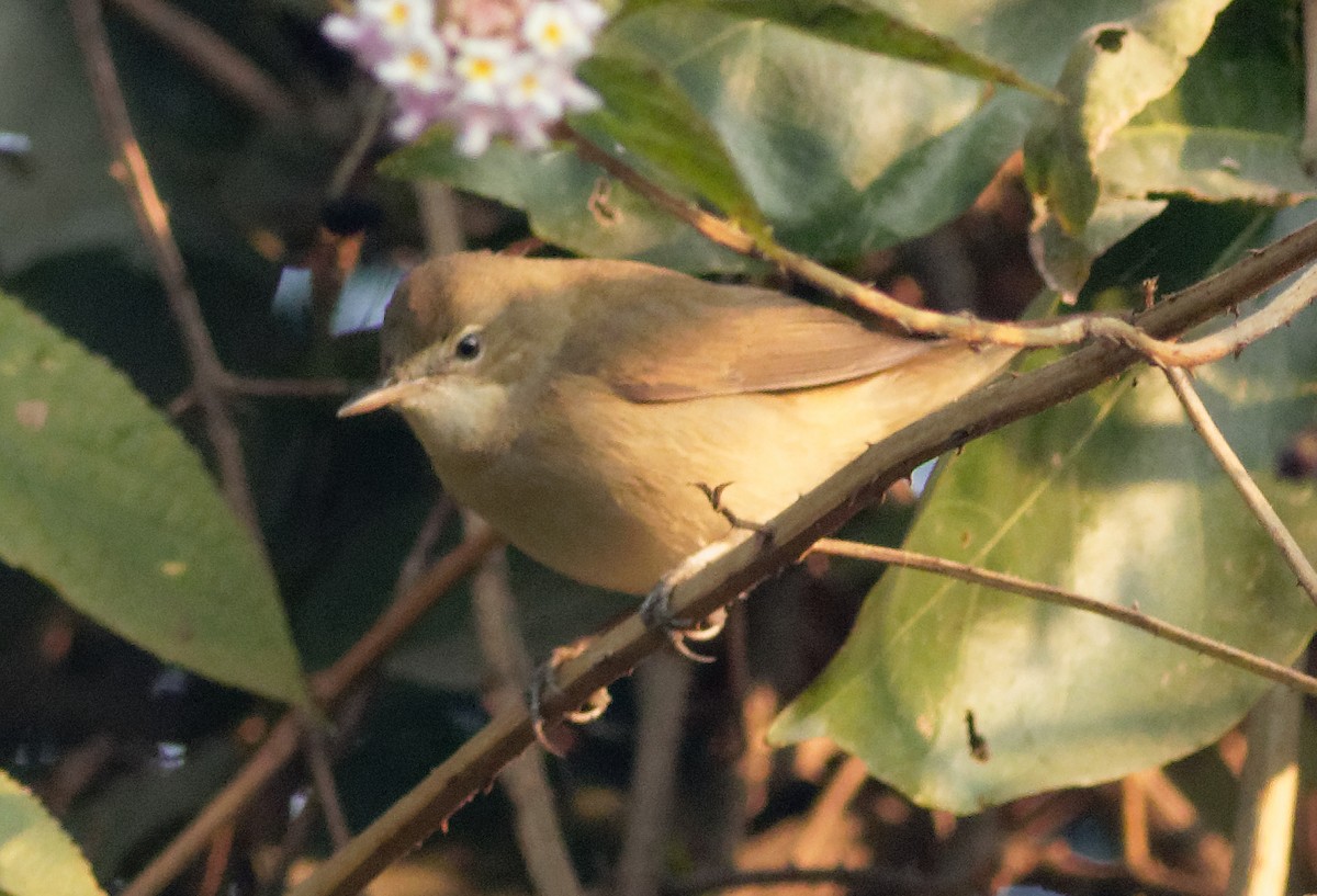 Blyth's Reed Warbler - Able Lawrence