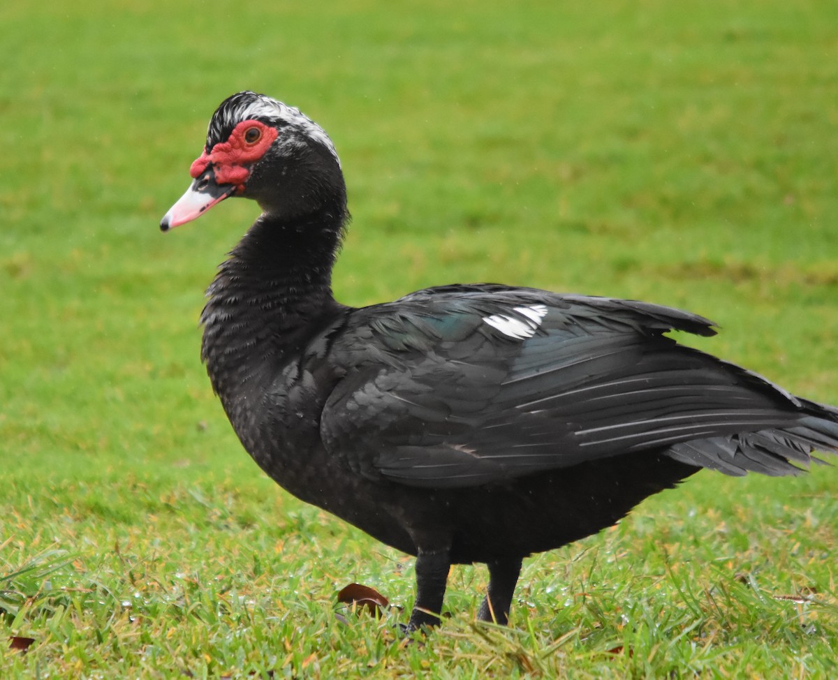 Muscovy Duck (Domestic type) - Keith Gregoire
