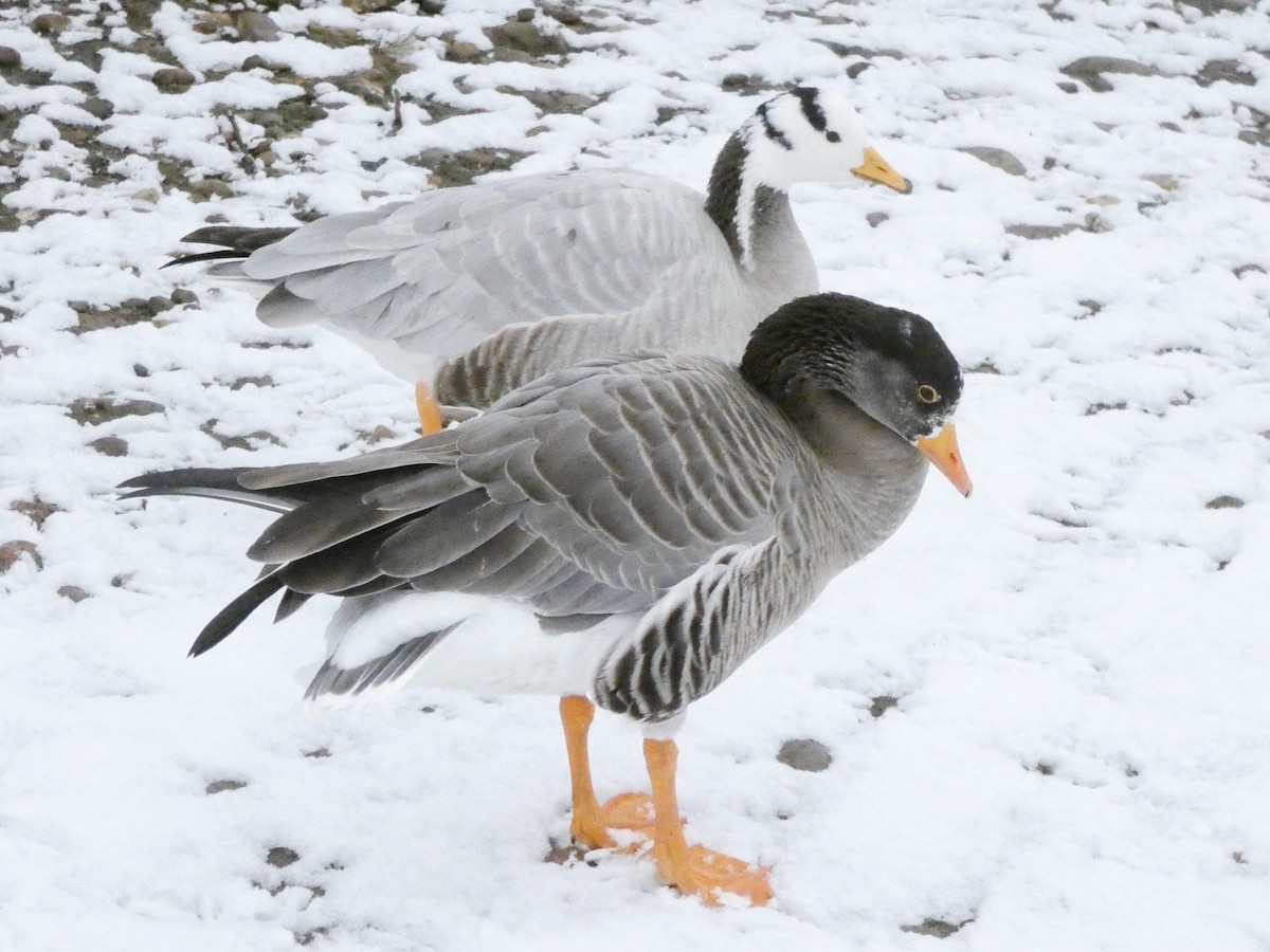Bar-headed x Greater White-fronted Goose (hybrid) - Stephen Jorgenson-Murray