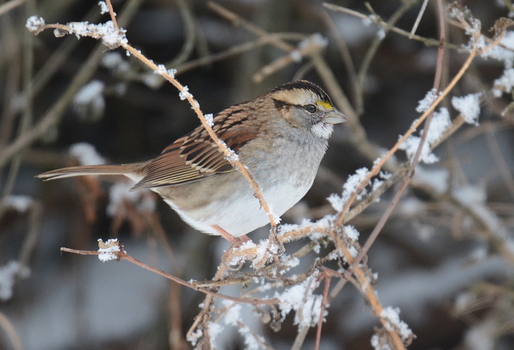 White-throated Sparrow - Dick Horsey