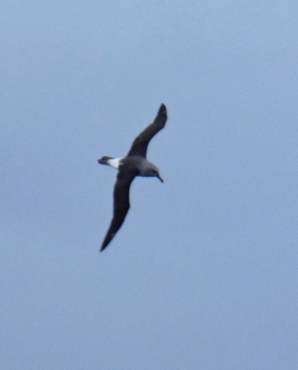 albatros šedohlavý - ML129252961