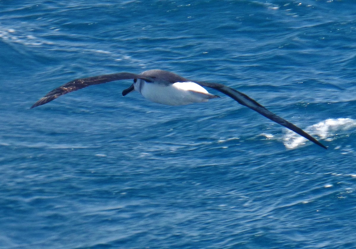 albatros šedohlavý - ML129255041
