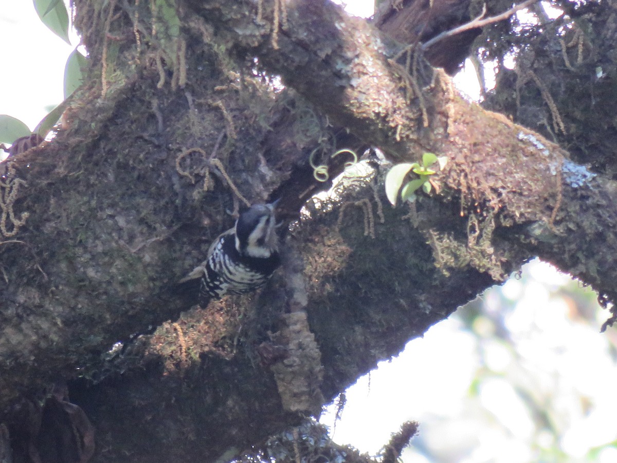 Gray-capped Pygmy Woodpecker - Thomas Brooks
