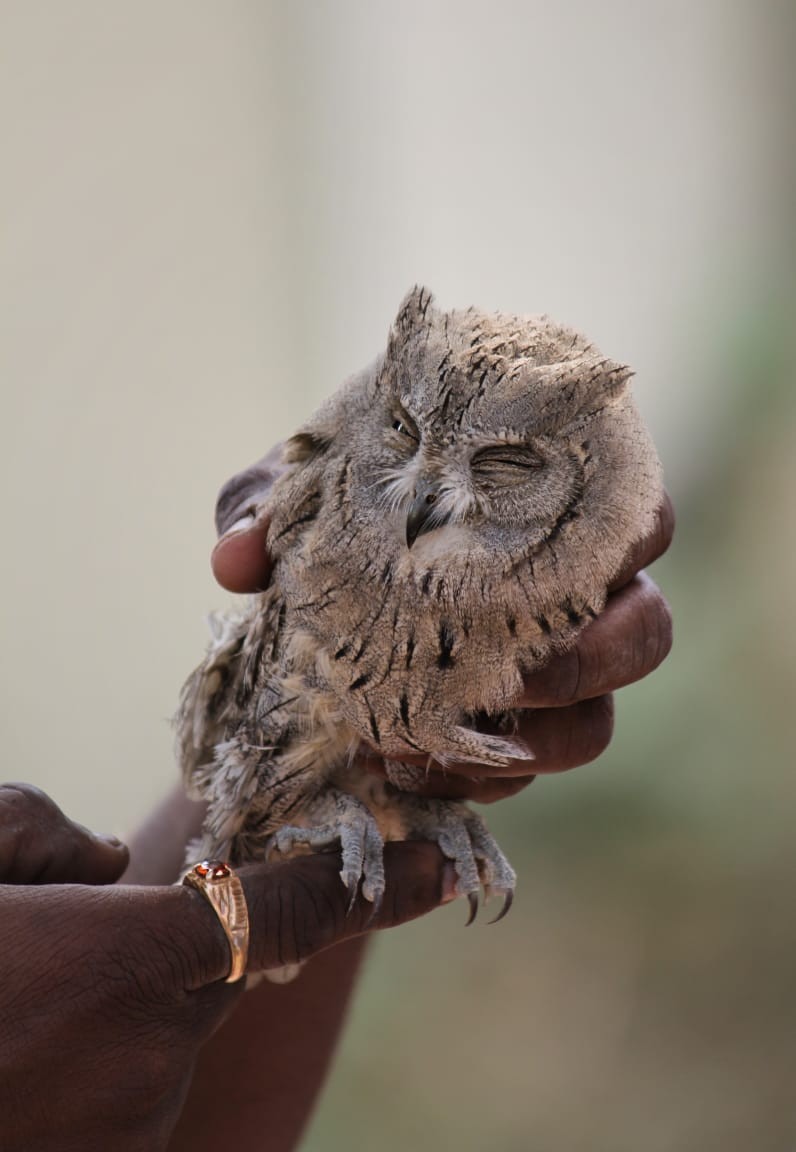 Indian Scops-Owl - Sharad Apte